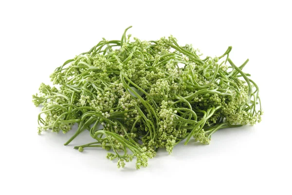 Malabar Spinach Isolated White Background — Stock Photo, Image