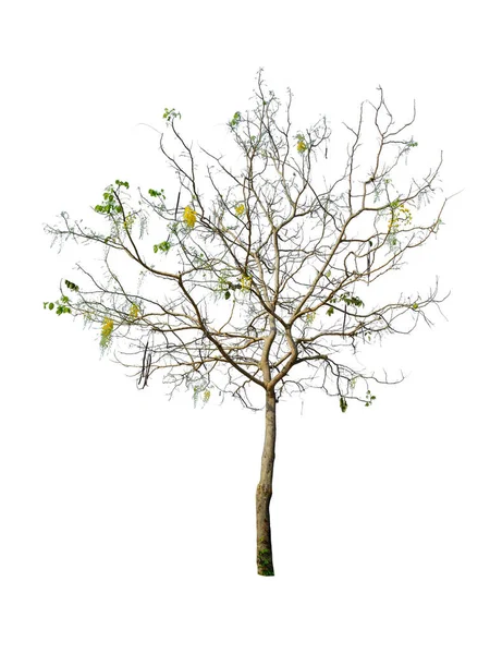 Χρυσή Δέντρο Ντους Την Άνοιξη Απομονώνονται Λευκό Φόντο Ψαλίδισμα Path — Φωτογραφία Αρχείου