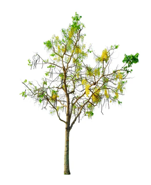 Albero Doccia Dorato Primavera Isolato Sfondo Bianco Con Percorso Ritaglio — Foto Stock