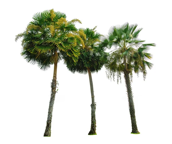 Palmiye ağacı kırpma yolu ile beyaz arkaplanda izole edildi