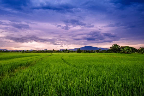 Ландшафт Рисовых Полей Закатом Неба Таиланде — стоковое фото