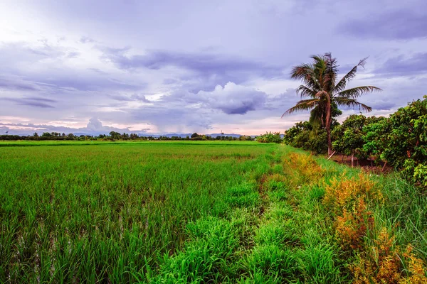 Landschaft Aus Reisfeldern Mit Sonnenuntergang Thailand — Stockfoto
