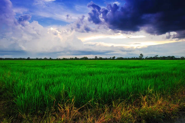 Akşamları pirinç tarlasının manzarası
