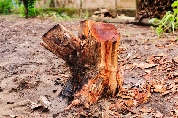 自然の中の木の切り株 — ストック写真