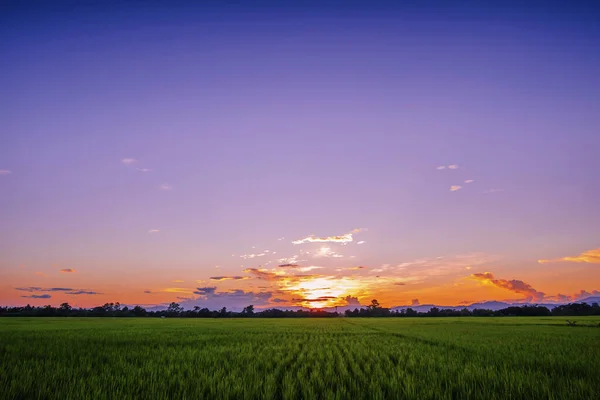 Paysage Champ Vert Beau Coucher Soleil — Photo