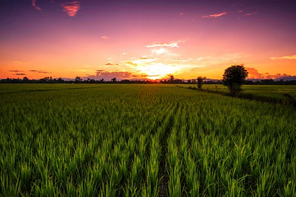 Yeşil Alan ve Güzel Gün Batımı 'nın manzarası