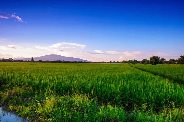 Пейзаж Зеленого Поля Красивое Небо — стоковое фото