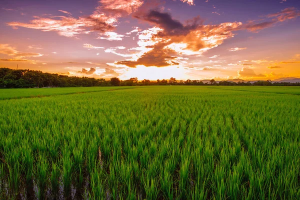 Lanscape Reisfeld Thailand Bei Sonnenuntergang — Stockfoto