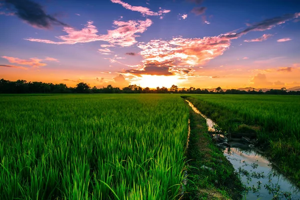Gün batımında Tayland 'da manzara pirinç tarlası