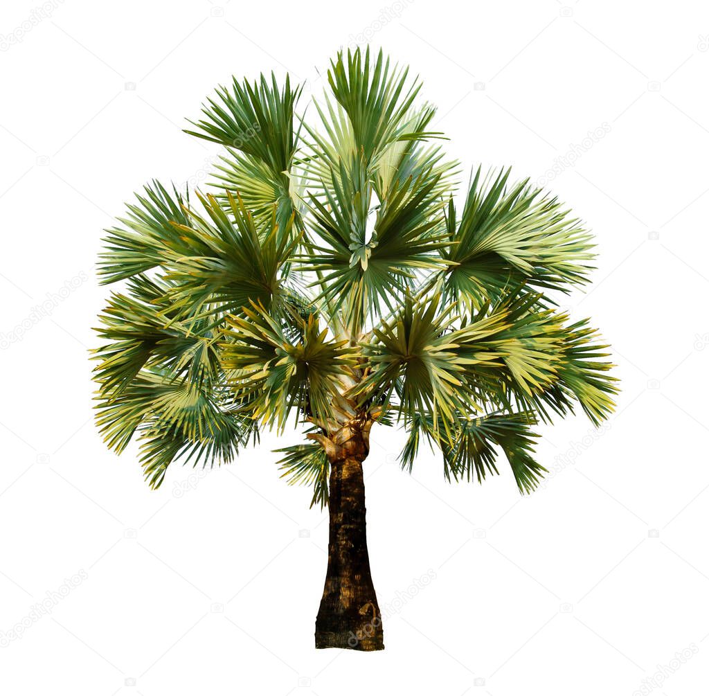 palm tree isolated on white background with Clipping Path