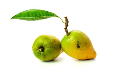 pouteria lucuma beyaz arka planda izole
