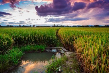 Alacakaranlık gökyüzü ile Paddy