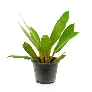 kırpma yolu ile beyaz arkaplanda izole ağaç saksısı bitki