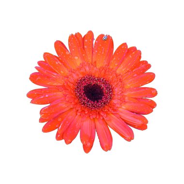 gerbera kırpma yolu ile beyaz arkaplanda izole edildi