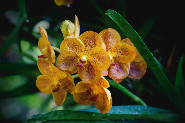 Žlutá Orchidej Ráno — Stock fotografie