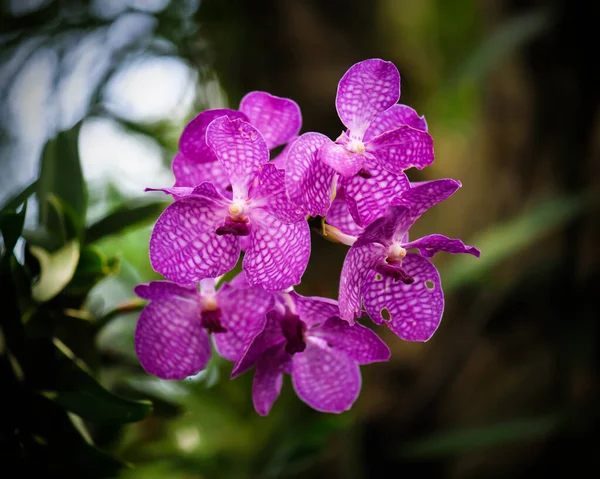 Fialová Orchidej Květina Zahradě — Stock fotografie