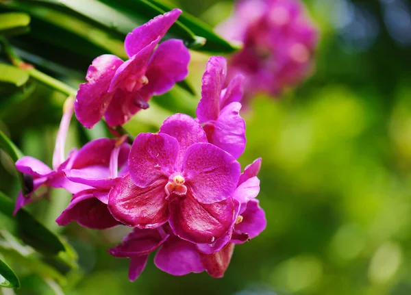 Purple Orchid Flower Garden — Stock Photo, Image