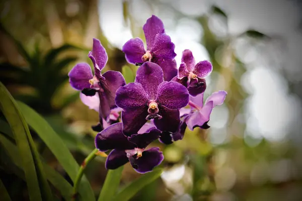 Fialová Orchidej Květina Zahradě — Stock fotografie