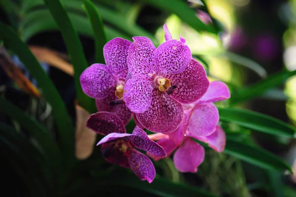 Fialové Orchidej Květiny Přírodě — Stock fotografie