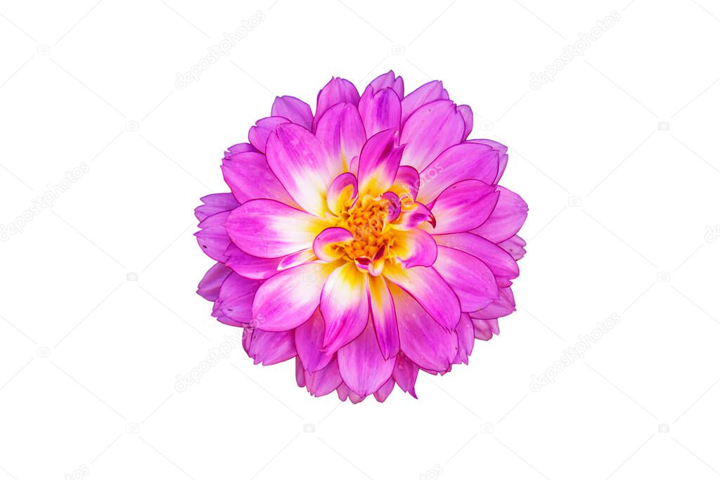 pink flower isolated on white background with Clipping Path