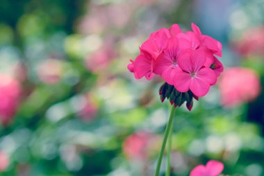 Kışın pembe sardunya çiçeği