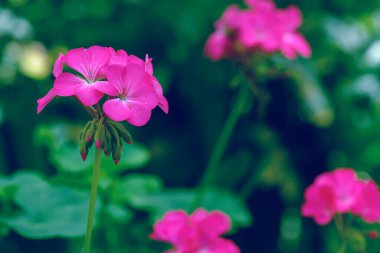 Kışın pembe sardunya çiçeği