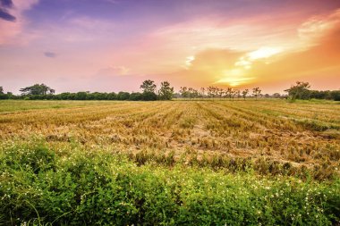 Gün batımında kırsal alan manzarası