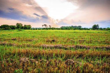 Tarla sakalı ve günbatımı gökyüzü manzarası