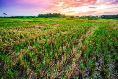 Kırsal ve günbatımının manzarası
