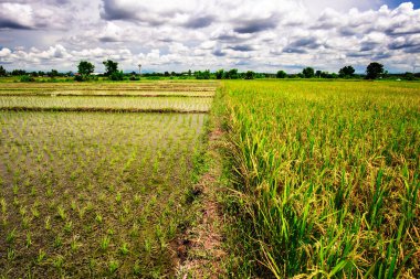 Altın pirinç tarlası manzarası