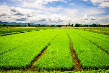 Genç yeşil pirinç çiftliğinin manzarası