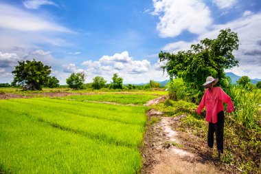 Korkuluklu taze pirinç.