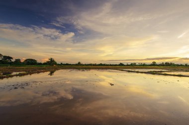 Bölgenin manzarası pirinç yetiştirmek için hazırlandı