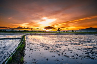 Bölgenin manzarası pirinç yetiştirmek için hazırlandı
