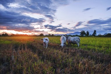 İneklerin hareketleri gün batımında ot yer.