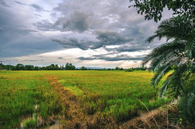 Akşamları hasat edilen tarlaların manzarası