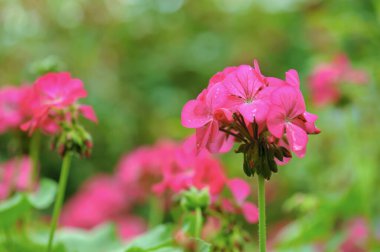 Bahçede açan güzel pembe sardunya çiçeği.