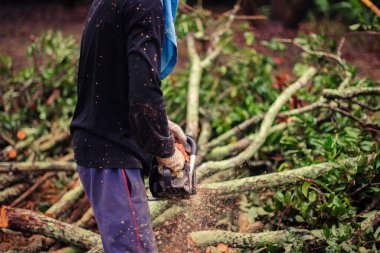 Erkekler dalları kesmek için testere kullanır.