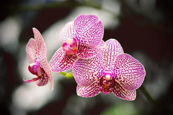Krásná Růžová Bílá Orchidej Přírodě — Stock fotografie