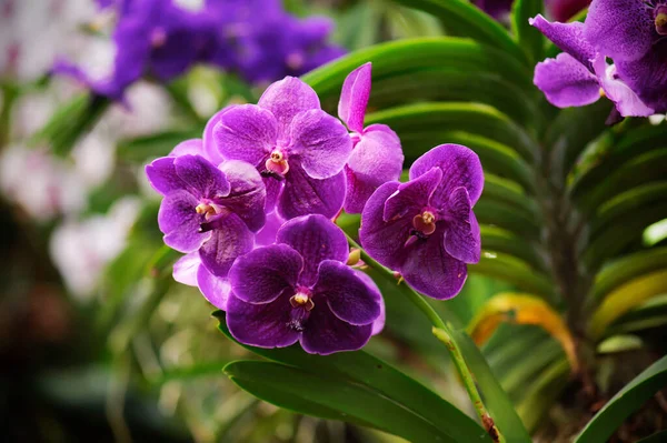 Krásná Fialová Orchidej Přírodě — Stock fotografie