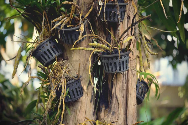 Orkide asılmış bir tencerede