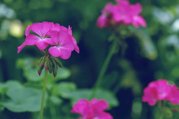 Розовый Цветок Герань Зимой — стоковое фото