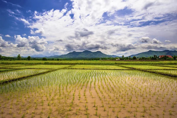 Landschaft Der Jungen Grünen Reisfarm — Stockfoto