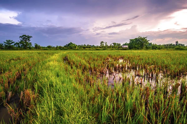Çiftlik, günbatımında kırsal alanda geniştir.