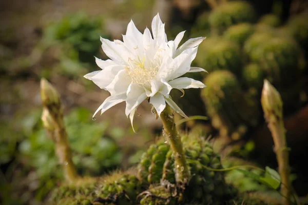 Fiore Cactus Giardino — Foto Stock