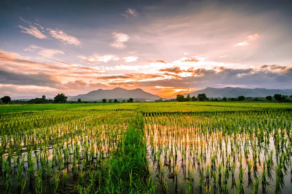 Paysage Rizières Dans Nord Thaïlande Heure Soir — Photo