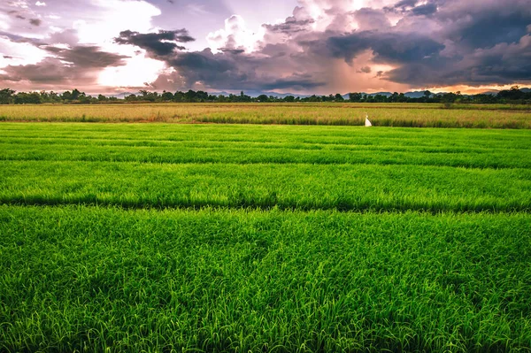 Landschaft Aus Jungem Reis Der Landwirtschaft — Stockfoto