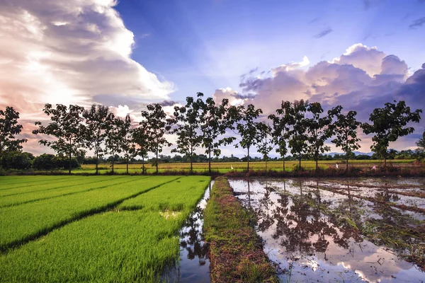 Landschaft Aus Jungem Reis Der Landwirtschaft — Stockfoto