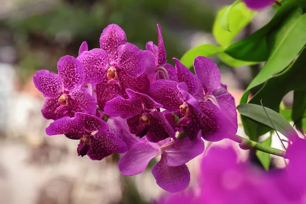 Růžová Orchidej Květ Přírodě — Stock fotografie
