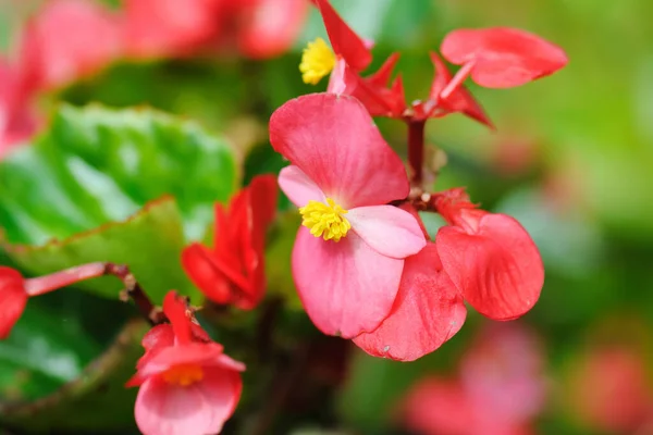 Begonia Kwiaty Przyrodzie — Zdjęcie stockowe